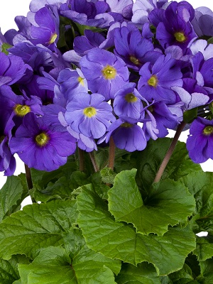 PRIMULA obconica TouchMe Dark Blue